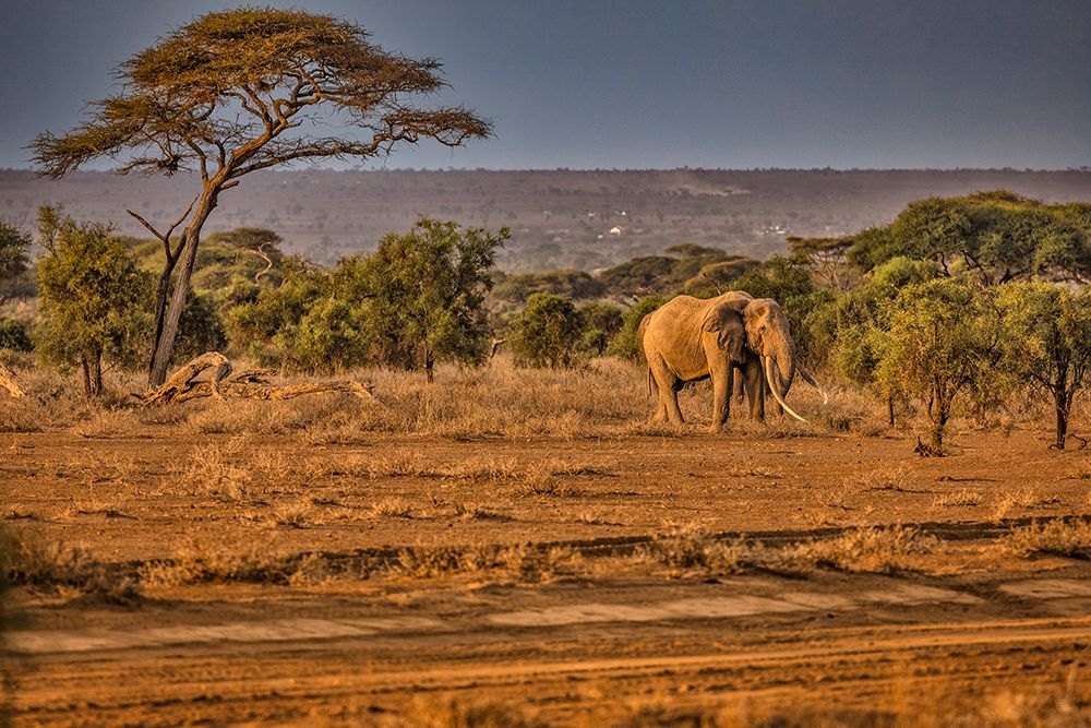Craig the Elephant-largest Amboseli elephant-Amboseli National Park-Africa